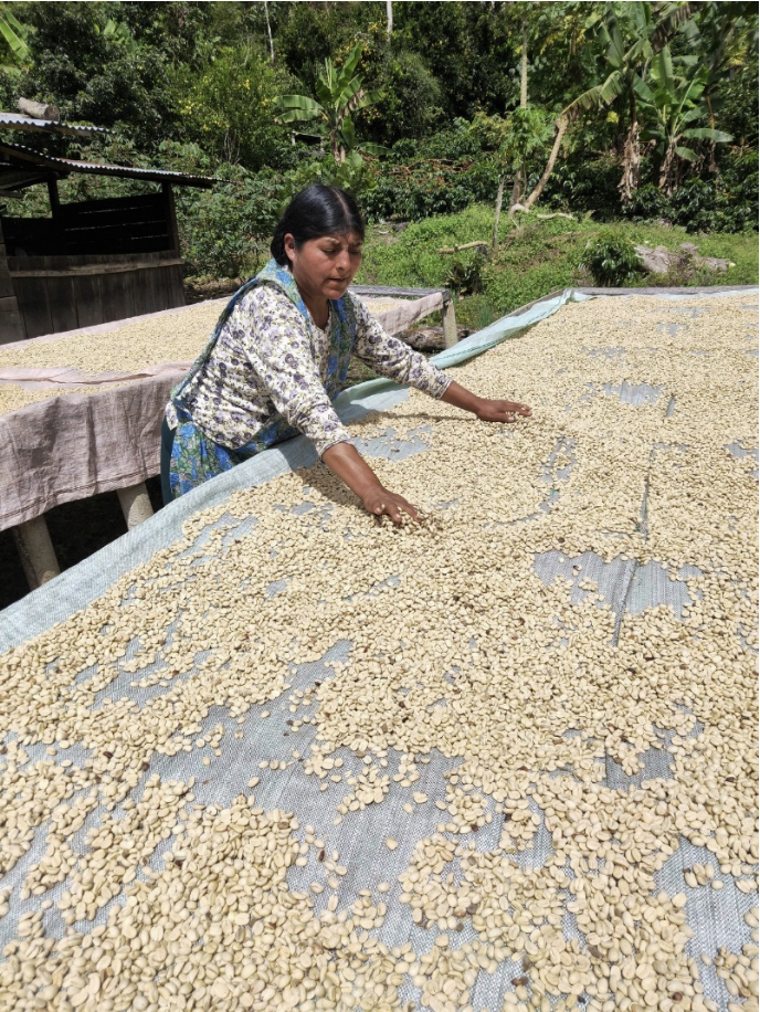 Bolivia Organic COOP Bio Arabica